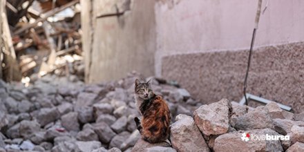 Şehrin kedileri enkaz dolu kentin sokaklarını terk etmiyor