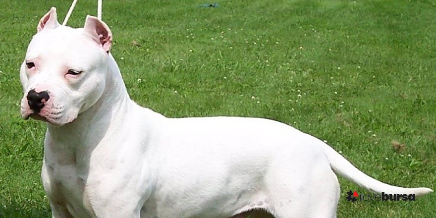 Hırsızlık olayını şikayet etti, 66 bin lira cezasına çarptı