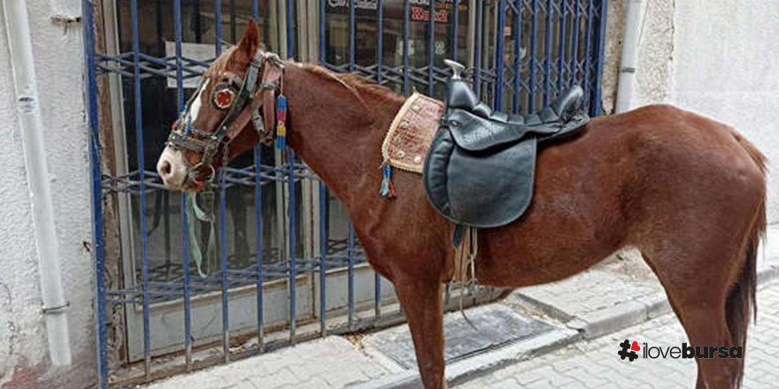 Konya-Ereğli'de alkollü bir şekilde atıyla sokaklarda dolaşan kişiye 10 bin 111 lira ceza kesildi.